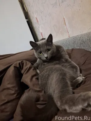 Пропала кошка, зовут Муся. Про...