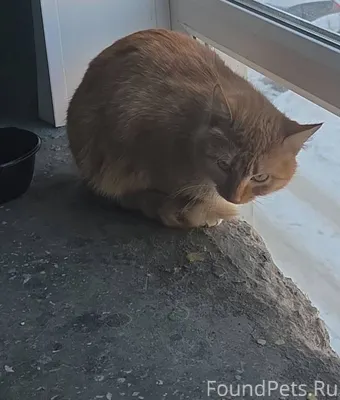Найден кот (кошка) окрас рыжий...