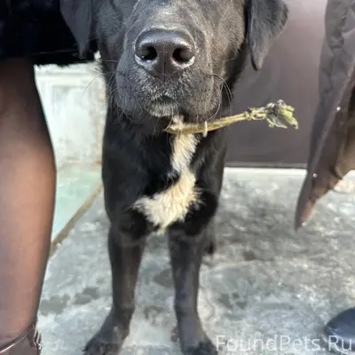 ЧЬЯ СОБАКА? район ул. КОЛОМИЙЦ...