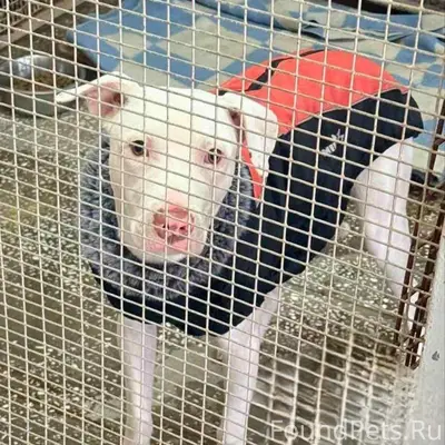 МИНСК ГУРСКОГО, 42 Отлов 5.02....