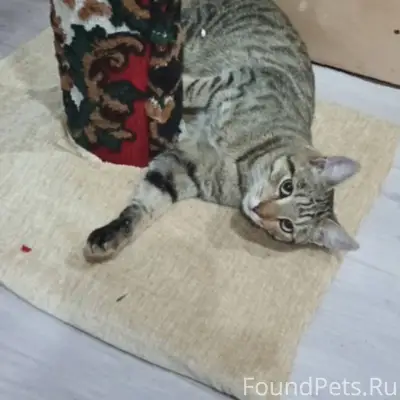 Пропал кот! Особые приметы: об...