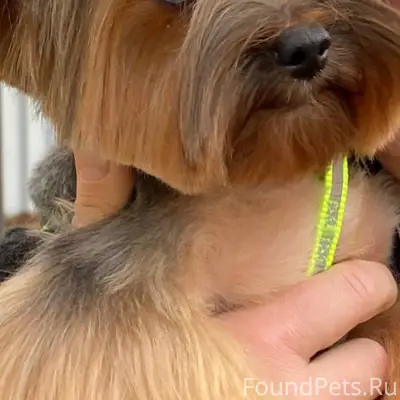 Пропал йорк, девочка Кличка Ню...