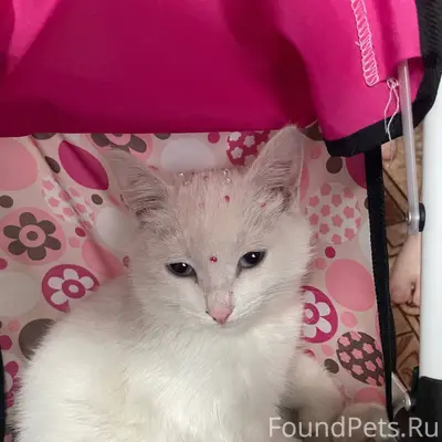 Пропал кот(котенок) отзывается...