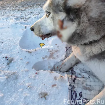 Здравствуйте. На участке между...
