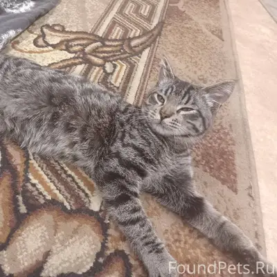 Был найден кот, 6-8 месяцев...