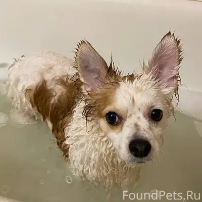 Убежала собачка. Кличка Ричи, ...