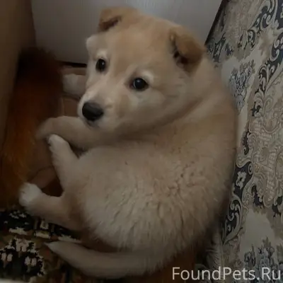 Пропал щенок, село Кудеярово, ...