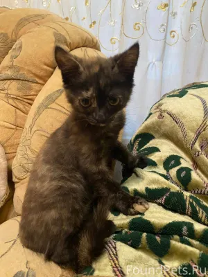 Добрый вечер, пропал котёнок(д...