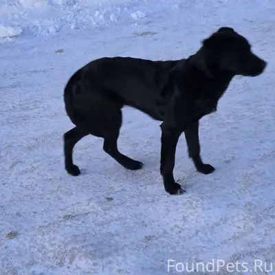 Найдена замечена собака Колычё...