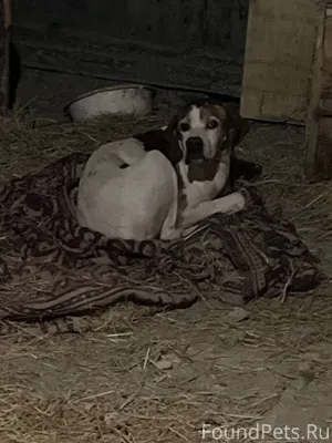 Пропала собака, кличка Гром. В...