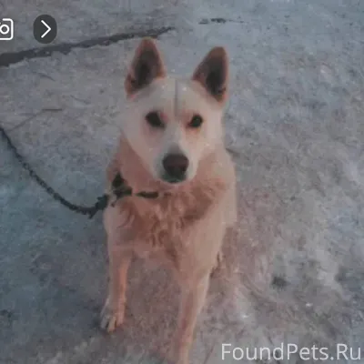 📍р.п. Мошково Потерялся пес по...