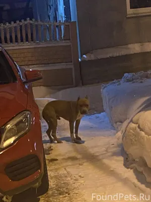 #Калуга Найдена собака. Переул...