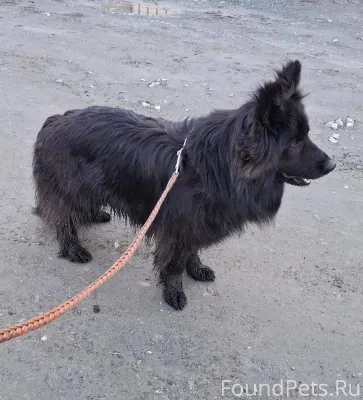 ПОТЕРЯЛАСЬ СОБАКА!!!!!! Все ещ...