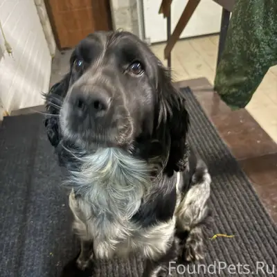 Потерялась собака, русский спа...