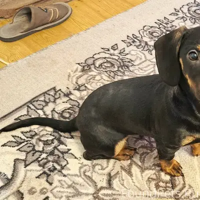 Найден щенок таксы, мальчик, п...