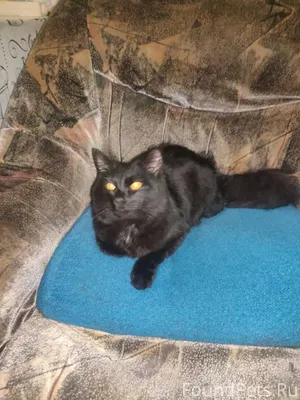 Найден кот!!! Есть надежда, чт...