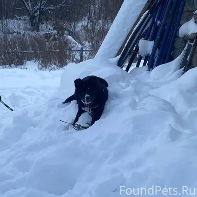 Убежал щенок с красным ошейник...