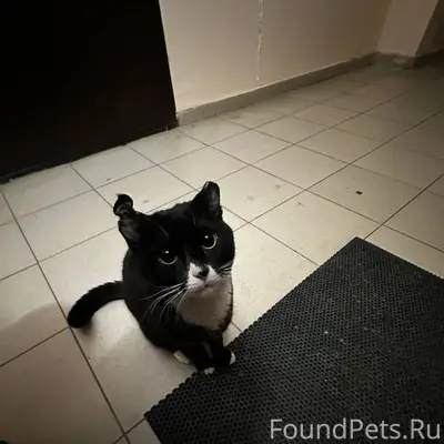 ‼️💔 Пришел котик в подъезд На....