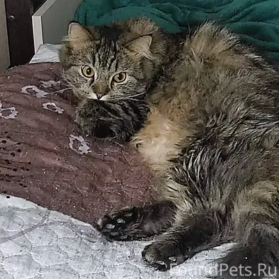 Пропал кот (Кузя) сегодня утро...