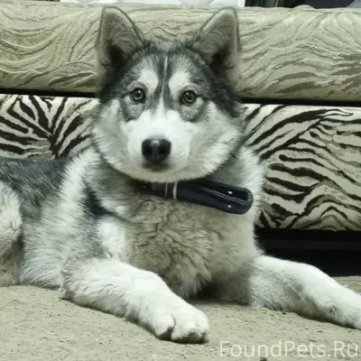 Пропала собака 28.01.2026 в...