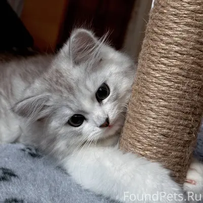 Пропал кот по кличке Марсик , ...