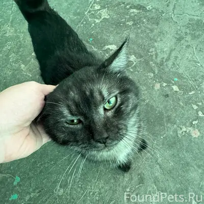 Очень красивый котик . Может п...