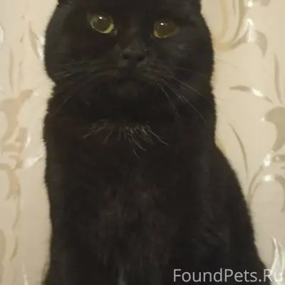 Пропал чёрный кот Мишка, ул.Ле...