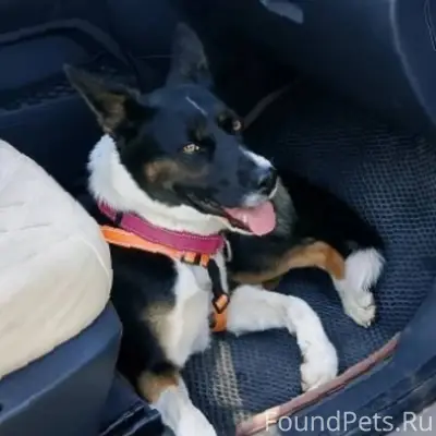 Не можем найти собаку,кличка М...