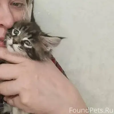 5 февраля пропал котенок Мейн-...