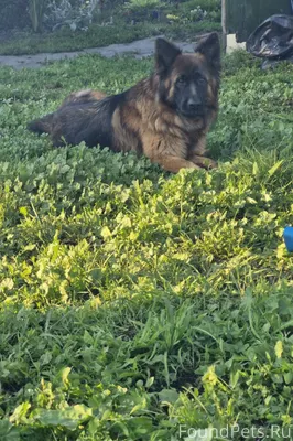 Пропала собака ! Откликается н...