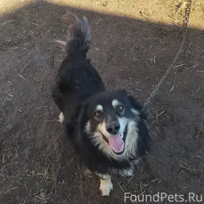 Пропал наш пес,3 февраля ночью...