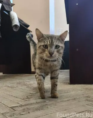 Найден кот, в В корпусе универ...