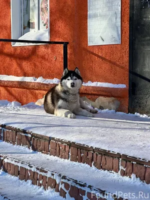 Дорогие друзья!!! чей потеряшк...