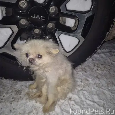 🆘 Срочно!!! ‼️ Найдено ещё и.....