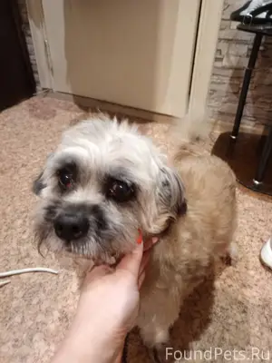 Найдена собака в районе Ермака...