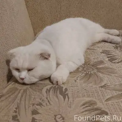 Ступино. Пропал кот!Кличка Сне...