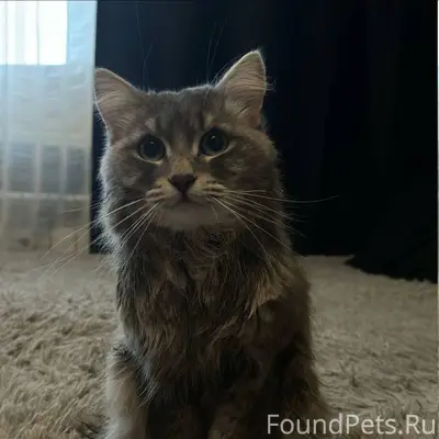 Короче, найдись 🐱 Нашелся кот ...