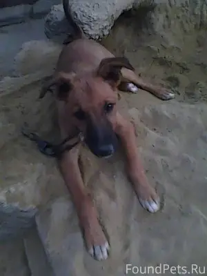 Пропала собака...по кличке Дру...