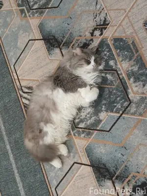 Пропал кот,по кличке "Пушок" П...