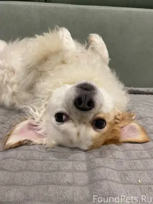 Убежала собачка. Кличка Ричи, ...