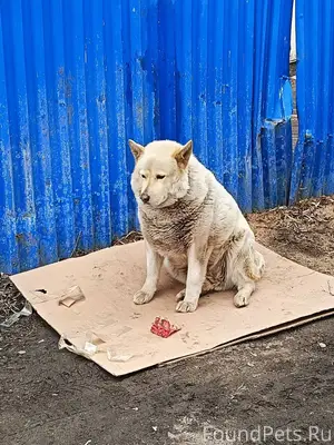 ❗Пропала собака!❗ г.Королев, п...