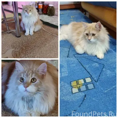 Пропал кот,выбежал из дома,кот...