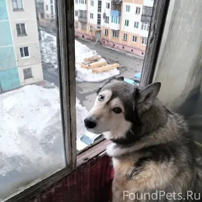 Пропал пёс хаски (АЧИ), зелёна...