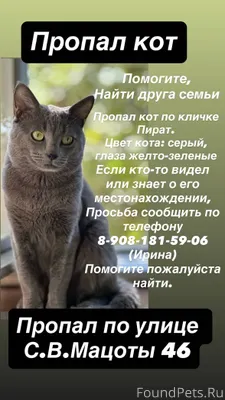 Пропал котик, в районе Мацоты ...