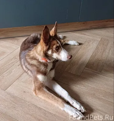 Алька жива, поиски продолжают!...