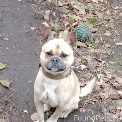 Убежала собака в районе магази...