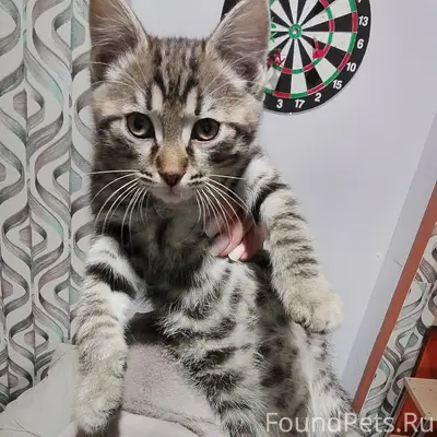 Пропал котёнок по кличке Шумах...