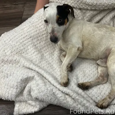 ЧЬЯ СОБАКА? район ФИОЛЕНТ Найд...