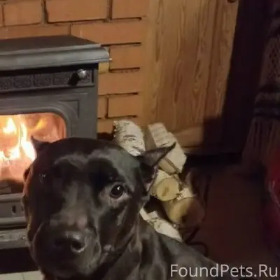 ❗️ПРОПАЛА СОБАКА❗️ Девочка Вал...