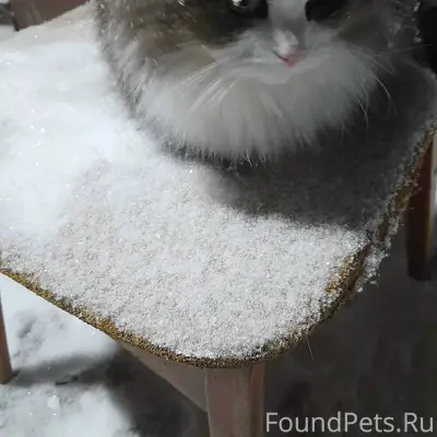 Пропала киска Маша прошу пожал...